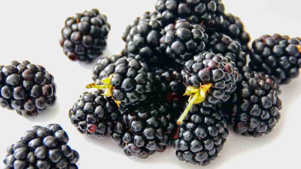 Blackberries high in protein