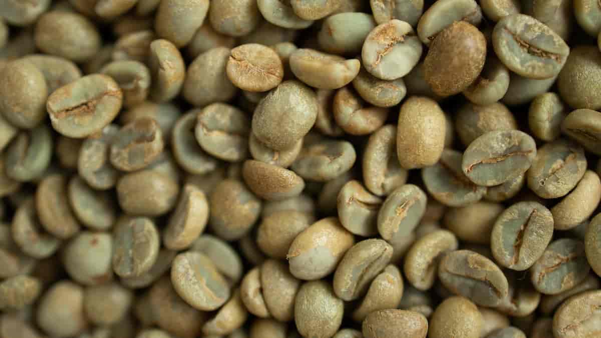 green coffee for weight loss how to use