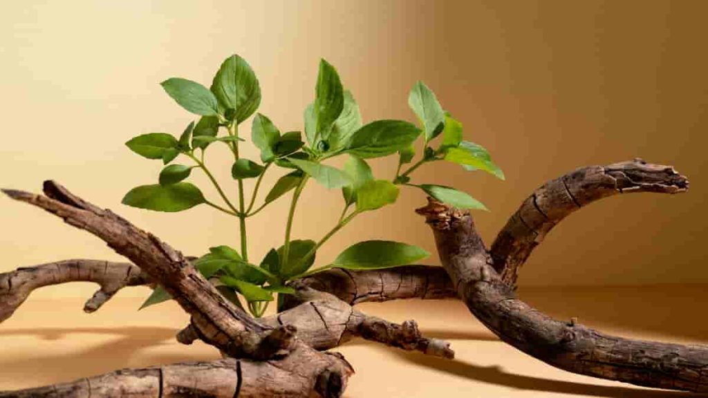 should you cycle ashwaganda